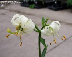 Image result for Lilium martagon Alba