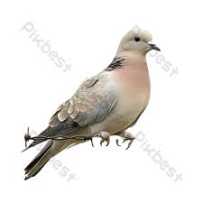 Image result for Zenaida macroura