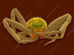 Attēlu rezultāti vaicājumam “Misumena vatia”