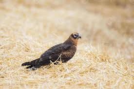 Attēlu rezultāti vaicājumam “Circus pygargus”