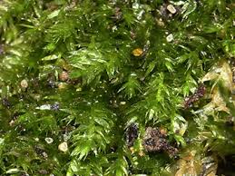 Attēlu rezultāti vaicājumam “Taxiphyllum wissgrillii”