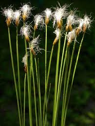 Attēlu rezultāti vaicājumam “Trichophorum alpinum”