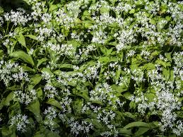 Attēlu rezultāti vaicājumam “Allium ursinum flower”