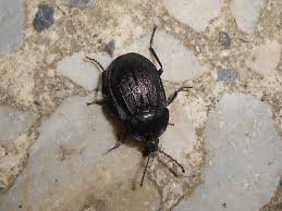 Attēlu rezultāti vaicājumam “Silpha sp.”