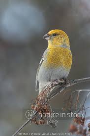 Image result for Pinicola enucleator