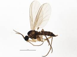 Attēlu rezultāti vaicājumam “Sciaridae”