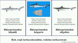 Image result for Rhizoprionodon longurio