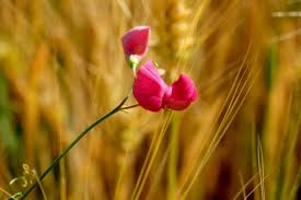 Attēlu rezultāti vaicājumam “Lathyrus tuberosus bud”