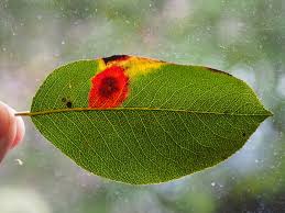 Attēlu rezultāti vaicājumam “Gymnosporangium sabinae”