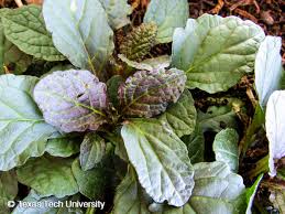 Attēlu rezultāti vaicājumam “Ajuga reptans leaf”