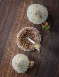 Attēlu rezultāti vaicājumam “Volvariella bombycina”