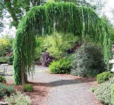 Attēlu rezultāti vaicājumam “Larix kaempferi female flower”