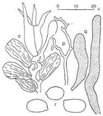 Attēlu rezultāti vaicājumam “Basidiodendron”
