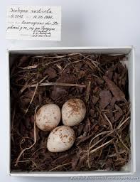 Attēlu rezultāti vaicājumam “Scolopax rusticola eggs”