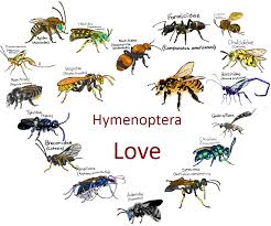 Attēlu rezultāti vaicājumam “Hymenoptera”
