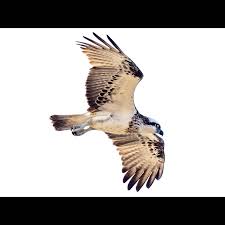 Attēlu rezultāti vaicājumam “Pandion haliaetus adult”