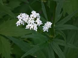 Image result for Baldrian