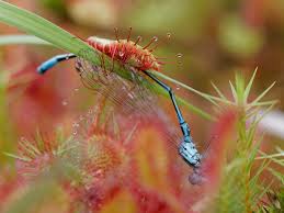 Attēlu rezultāti vaicājumam “Coenagrion pulchellum male”