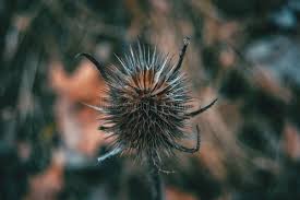 Attēlu rezultāti vaicājumam “Dipsacus fullonum fruit”
