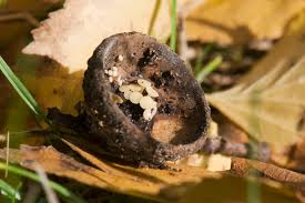 Attēlu rezultāti vaicājumam “Hymenoscyphus fructigenus var. coryli”