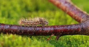 Attēlu rezultāti vaicājumam “Euproctis similis”