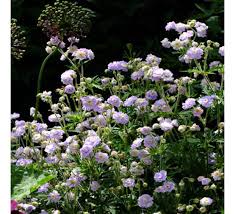 Image result for Geranium `Summer Skies`