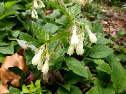 Attēlu rezultāti vaicājumam “Symphytum grandiflorum”