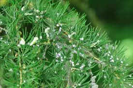 Attēlu rezultāti vaicājumam “Sacchiphantes abietis”