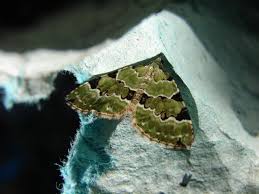 Attēlu rezultāti vaicājumam “Colostygia pectinataria male”