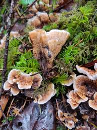 Attēlu rezultāti vaicājumam “Hydnellum aurantiacum”