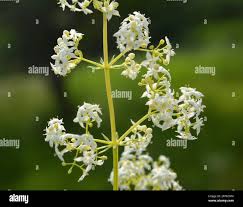 Attēlu rezultāti vaicājumam “Galium album bud”