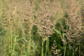 Attēlu rezultāti vaicājumam “Agrostis capillaris”