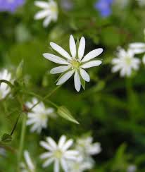 Attēlu rezultāti vaicājumam “Stellaria graminea”