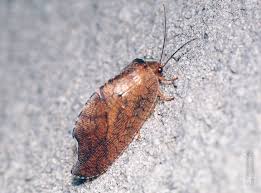 Attēlu rezultāti vaicājumam “Drepanepteryx phalaenoides”