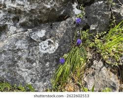 Attēlu rezultāti vaicājumam “Muscari neglectum”