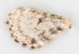 Attēlu rezultāti vaicājumam “Eupithecia centaureata”