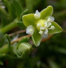 Attēlu rezultāti vaicājumam “Sagina procumbens fruit”