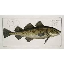 Image result for Gadus morhua