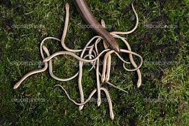 Attēlu rezultāti vaicājumam “Anguis fragilis adult”