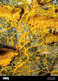 Attēlu rezultāti vaicājumam “Badhamia utricularis”