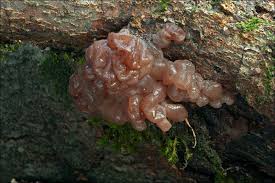 Attēlu rezultāti vaicājumam “Ascotremella faginea”