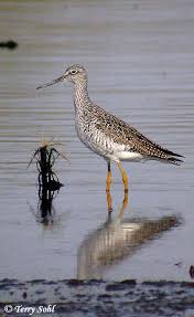 Image result for Tringa melanoleuca