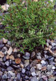 Attēlu rezultāti vaicājumam “Thymus vulgaris”