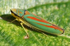 Attēlu rezultāti vaicājumam “Cicadellidae”
