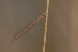 Attēlu rezultāti vaicājumam “Sympecma paedisca”