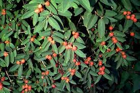 Attēlu rezultāti vaicājumam “Lonicera tatarica fruit”