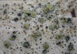 Attēlu rezultāti vaicājumam “Alyxoria varia”