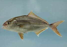 Image result for Seriola dumerili