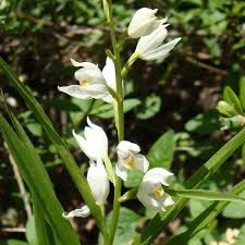 Attēlu rezultāti vaicājumam “Cephalanthera longifolia”