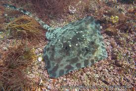 Image result for Raja clavata